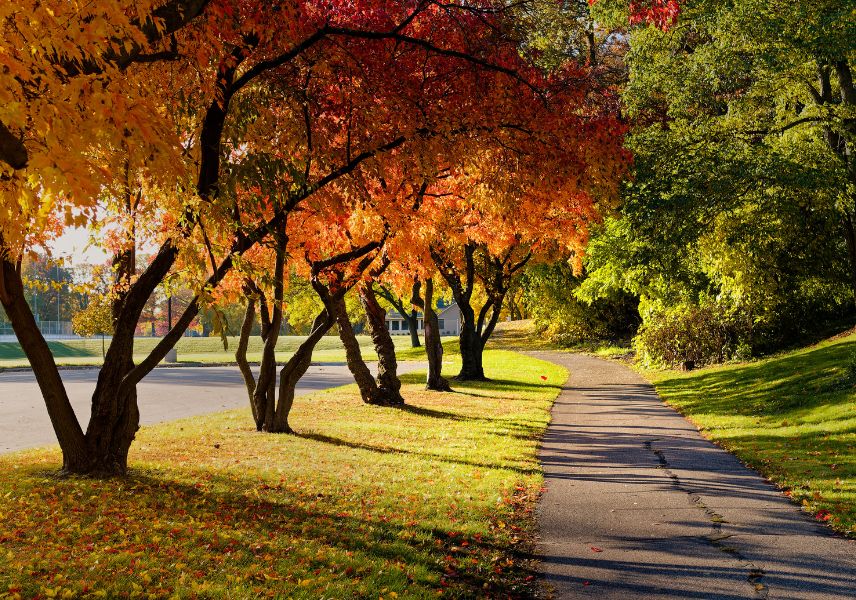 Well-maintained trees in a suburban Maryland neighborhood prepared for fall storm season.